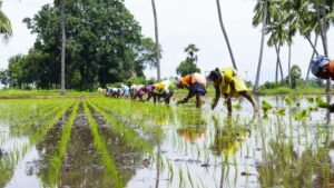 India Agriculture 