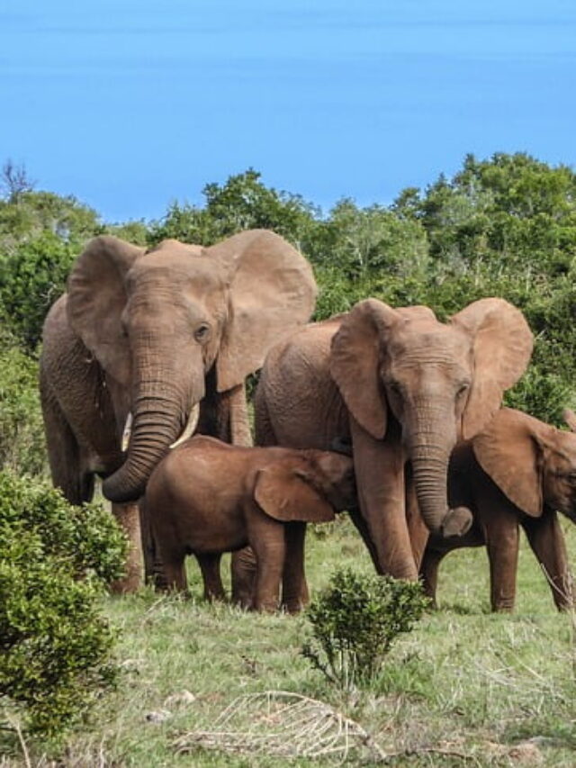 elephant-family-2776148_640