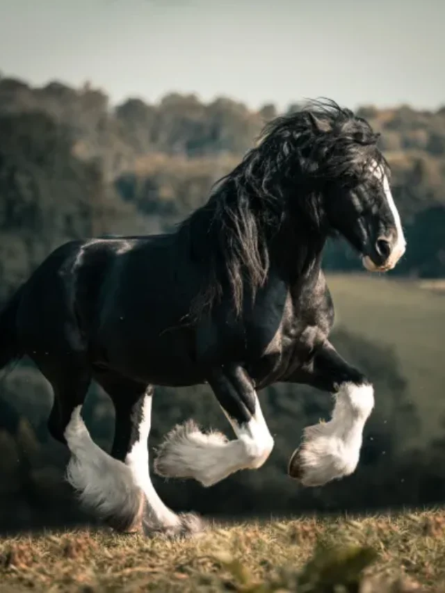 210920-Shire-Rookhills-Emperor047-edit