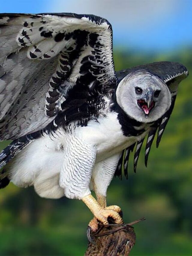 Harpy-eagle-2