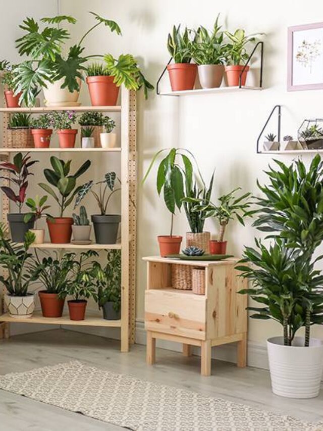 Houseplants