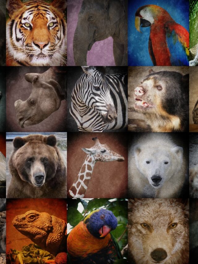 endangered-animals-group