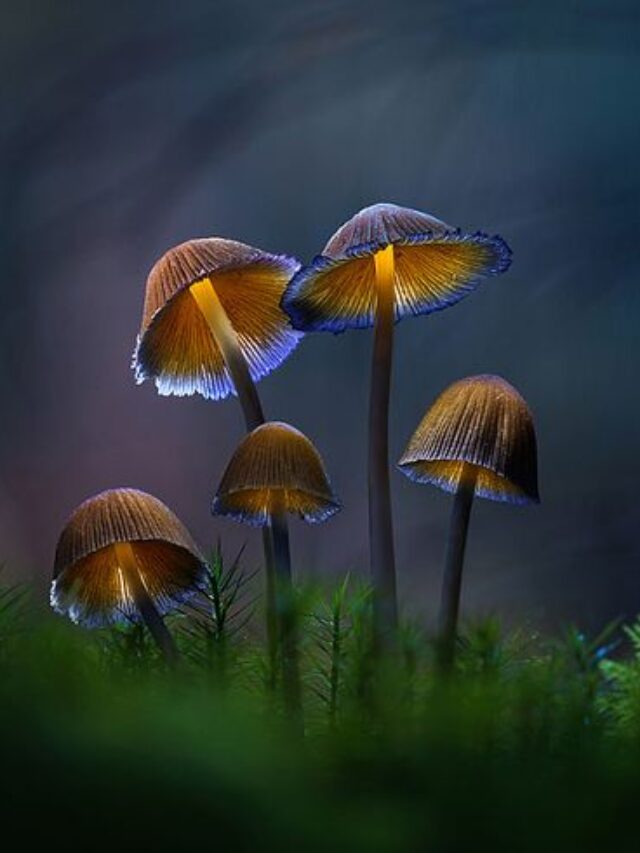 99dfd351b208dc7c5ebd42d97e188827